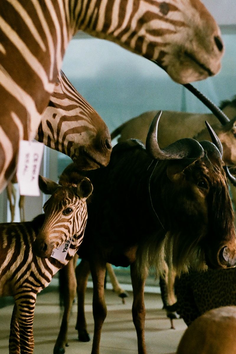 © Jose Menendez - African mammal trophy collection, donated specimensDeposit of the Museo de Ciencias NaturalesCaracas, Venezuela, 2019