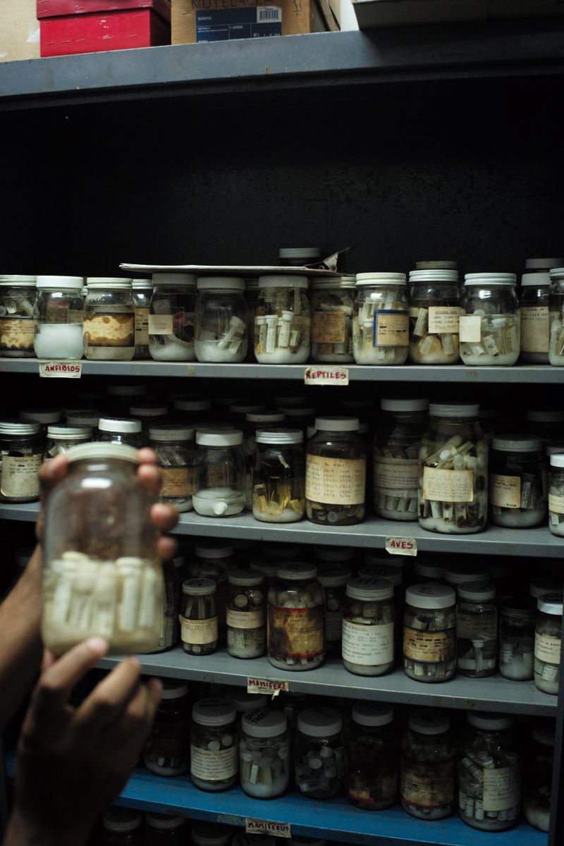 © Jose Menendez - Parasite collectionFundación La Salle de Ciencias Naturales, Caracas — 2020