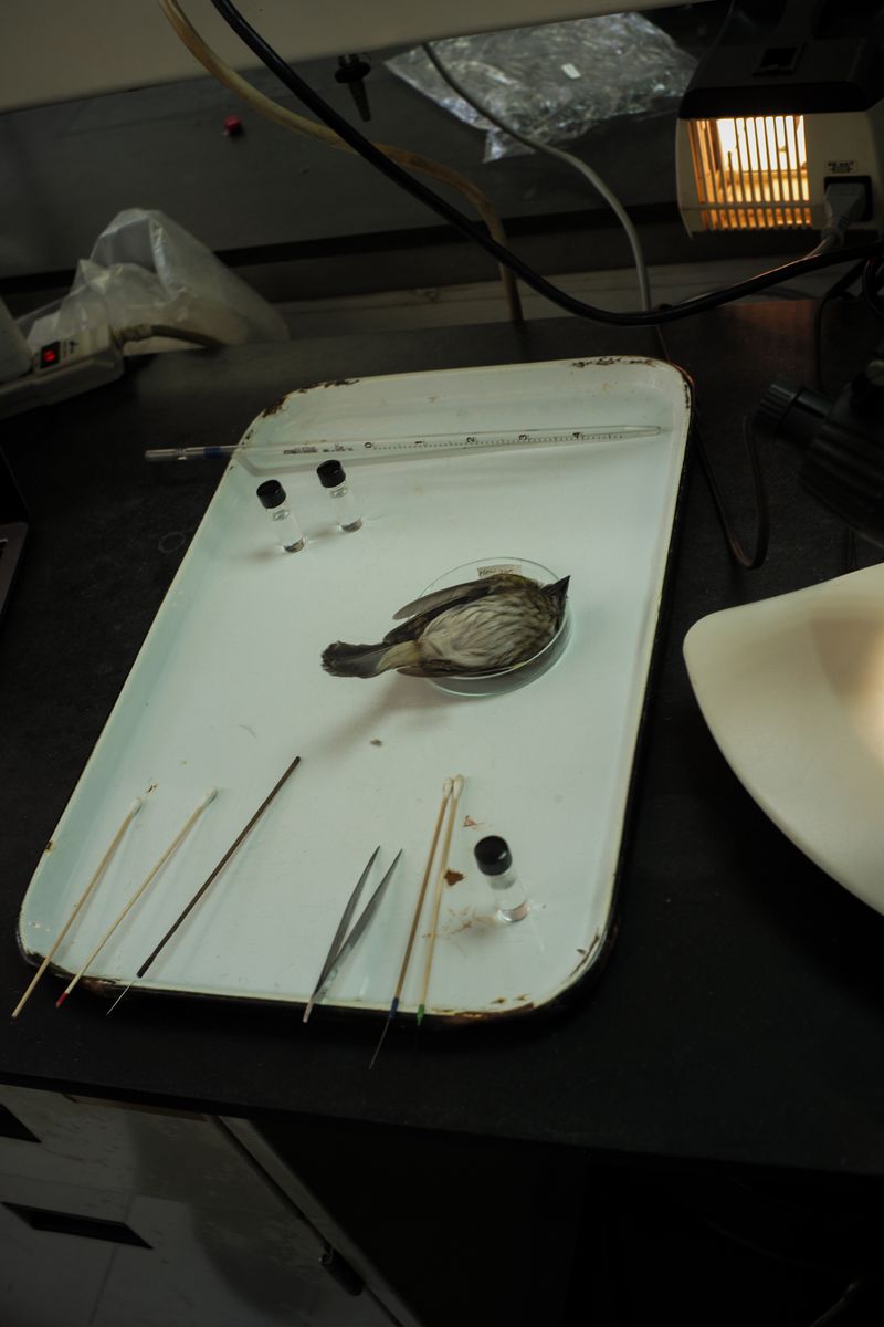 © Jose Menendez - Bird parasite collection with handmade preparation toolsFundación La Salle de Ciencias Naturales, Caracas, Venezuela, 2020