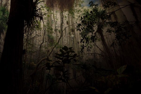 © Jose Menendez - Background muralAmerican Museum of Natural HistoryNew York, NY, USA, 2018