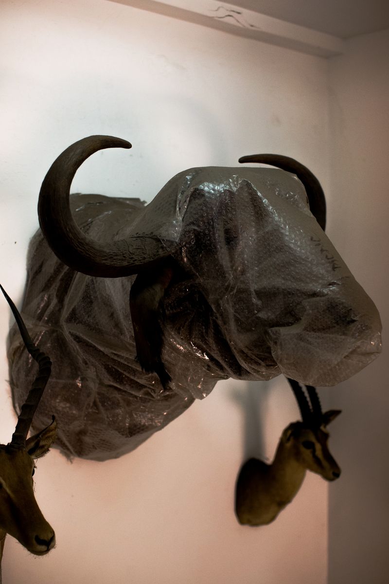 © Jose Menendez - Buffalo head, seized trophy specimenDeposit of the Museo de Ciencias NaturalesCaracas, Venezuela, 2019