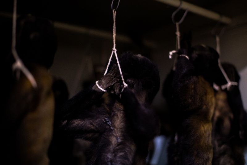 © Jose Menendez - Howler monkey peltsDeposit of the Museo de Ciencias NaturalesCaracas, Venezuela, 2019