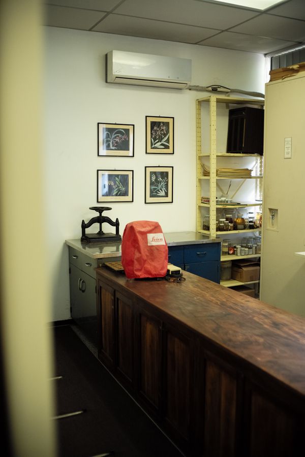 © Jose Menendez - Botanical specimens room, Fundación La Salle de Ciencias Naturales, Caracas, Venezuela, 2020