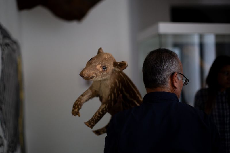 © Jose Menendez - New installation for tapir displayMuseo de Ciencias NaturalesCaracas, Venezuela, 2023
