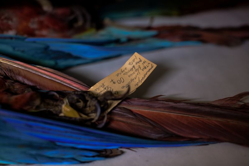 © Jose Menendez - Macaw specimen tagsDeposit of the Museo de Ciencias NaturalesCaracas, Venezuela, 2019
