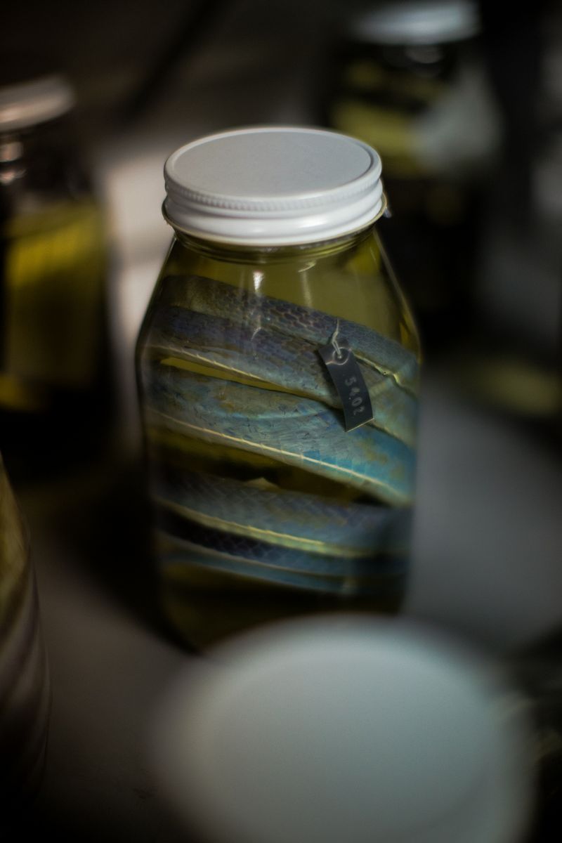 © Jose Menendez - Snake specimen, herpetology collectionDeposit of the Museo de Ciencias NaturalesCaracas, Venezuela, 2019