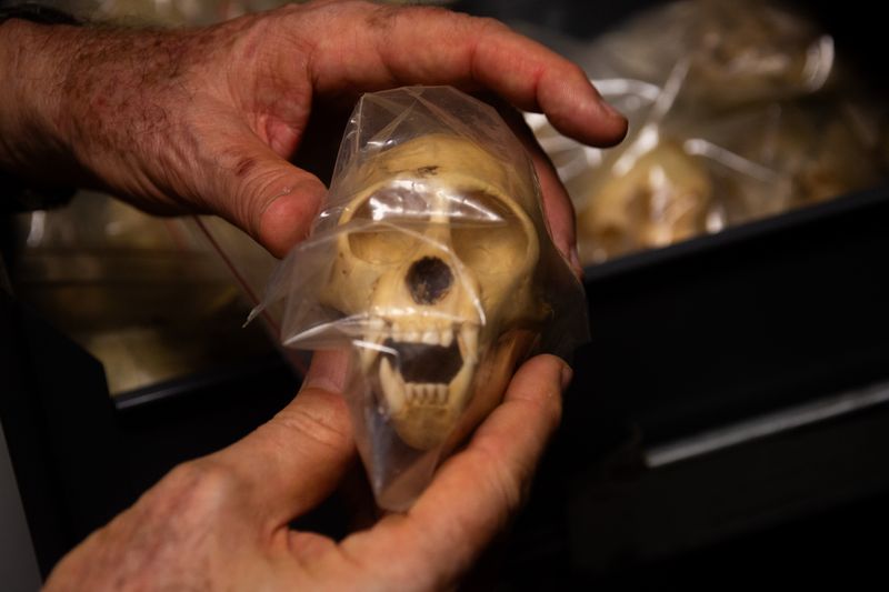 © Jose Menendez - Capuchin monkey skull, Fundación La Salle de Ciencias Naturales, Caracas, Venezuela, 2020
