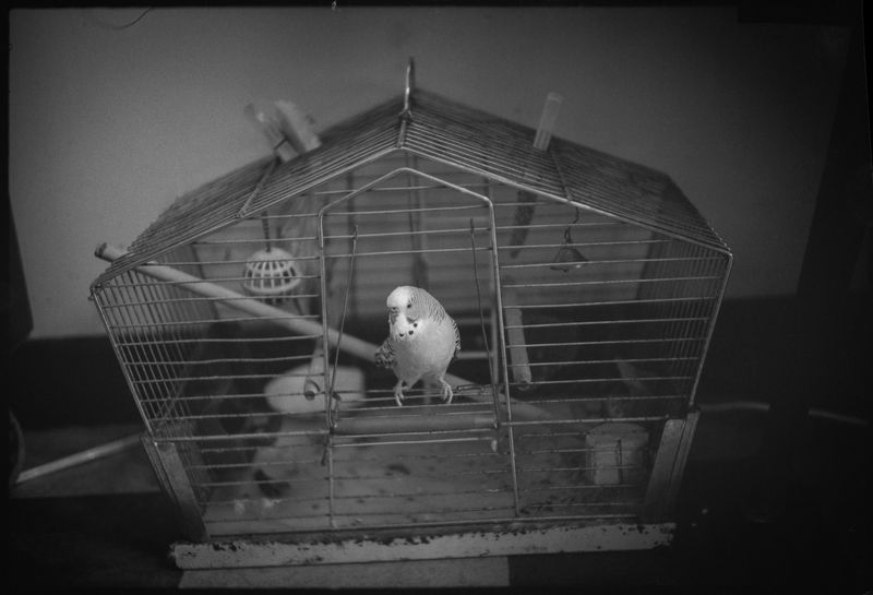 Bolesław Augustis, no date, Auckland (New Zealand)