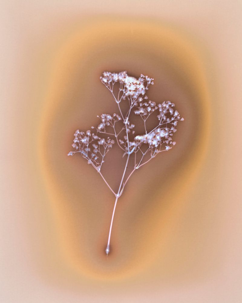 © Amber Lee Williams - Breast Milk on Baby's Breath, #2, 2018 Archival pigment print (Lumen Print)