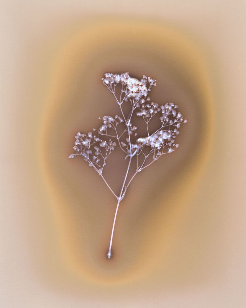 © Amber Lee Williams - Breast Milk on Baby's Breath, #2, 2018 Archival pigment print (Lumen Print)