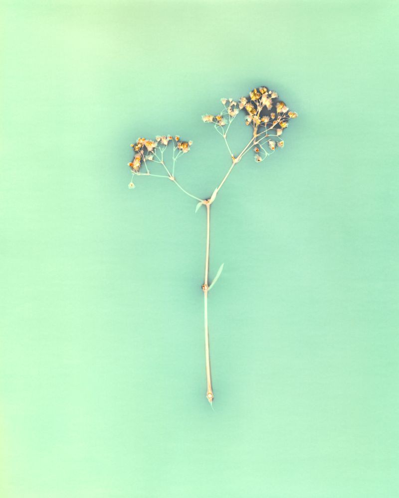 © Amber Lee Williams - Breast Milk on Baby's Breath, #1, 2018 Archival pigment print (Lumen Print)