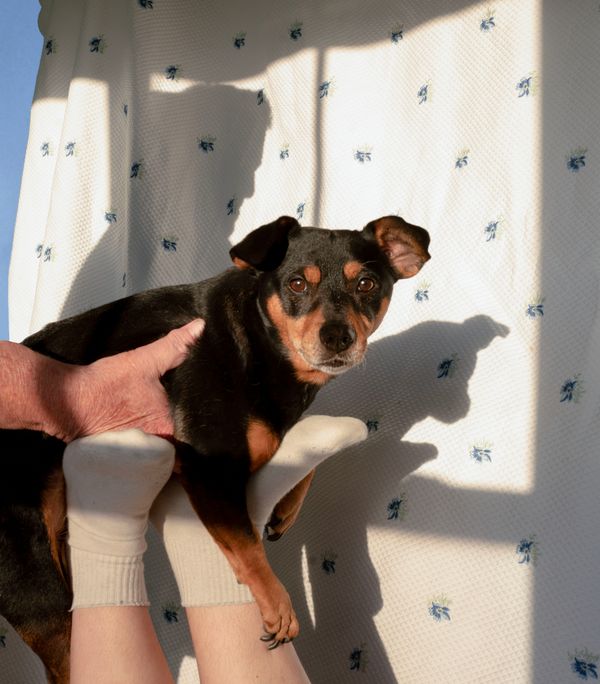 © Chloe Scout Nix - title: dog (waxahachie tx) year: 2024 Size: 32x40 in. medium: vinyl print mounted on wood panel