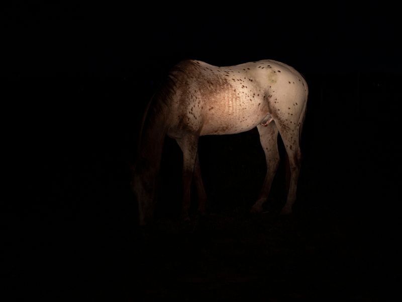 © Chloe Scout Nix - title: horse (waxahachie). year: 2023 Size: 32x40 in. medium: vinyl print