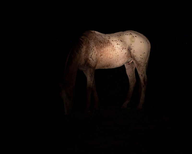 © Chloe Scout Nix - horse2023