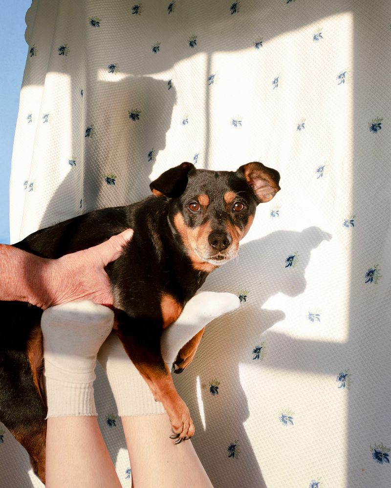 © Chloe Scout Nix - dog 2024