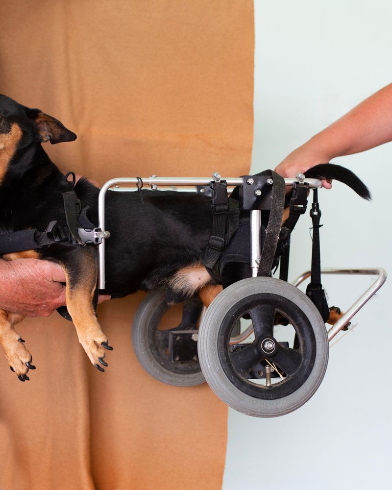 © Chloe Scout Nix - dog 22024