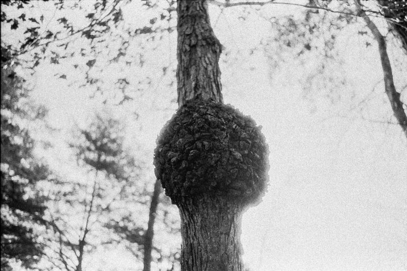 © Chloe Scout Nix - solid mass, 2025, silver gelatin print