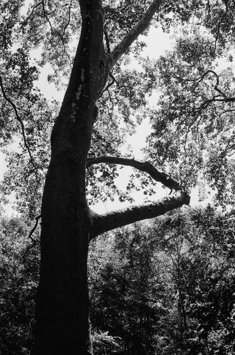 © Chloe Scout Nix - untitled