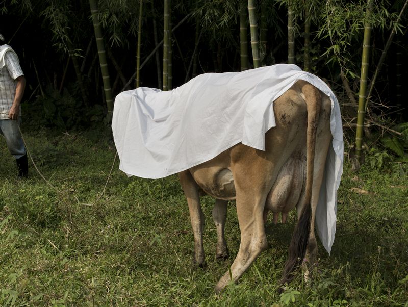 © Cristina Velásquez - Image from the Ojos de perro azul photography project