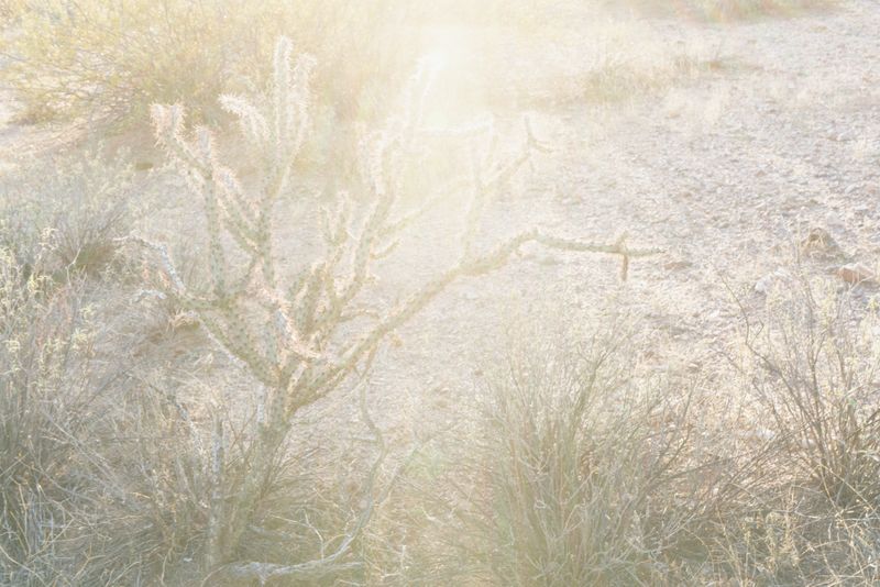 © Elizabeth Z. Pineda - Cholla