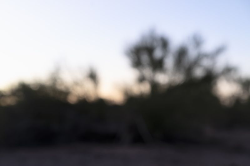 © Elizabeth Z. Pineda - Desierto Ironwood Forest