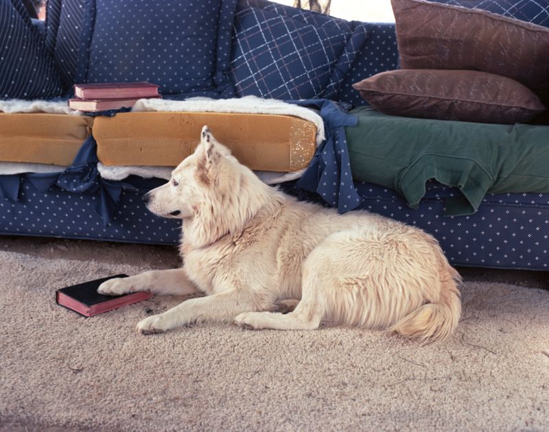 © Laura Henno - Dog bible, Slab city (USA), 2018