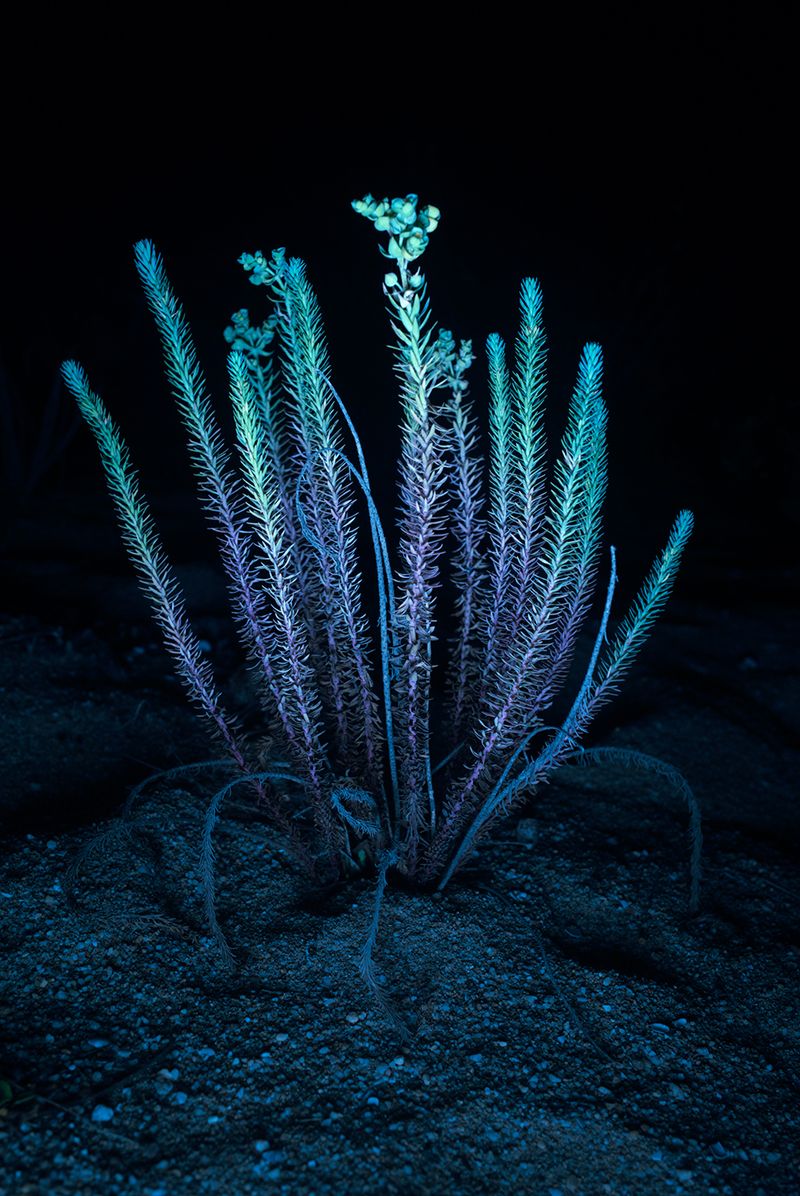 © Ioana Cirlig - Image from the The New Empire photography project