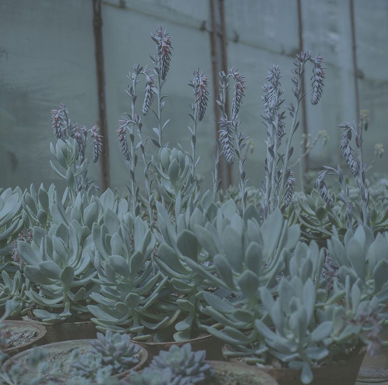 © Ioana Cirlig - Image from the BOTANICA photography project