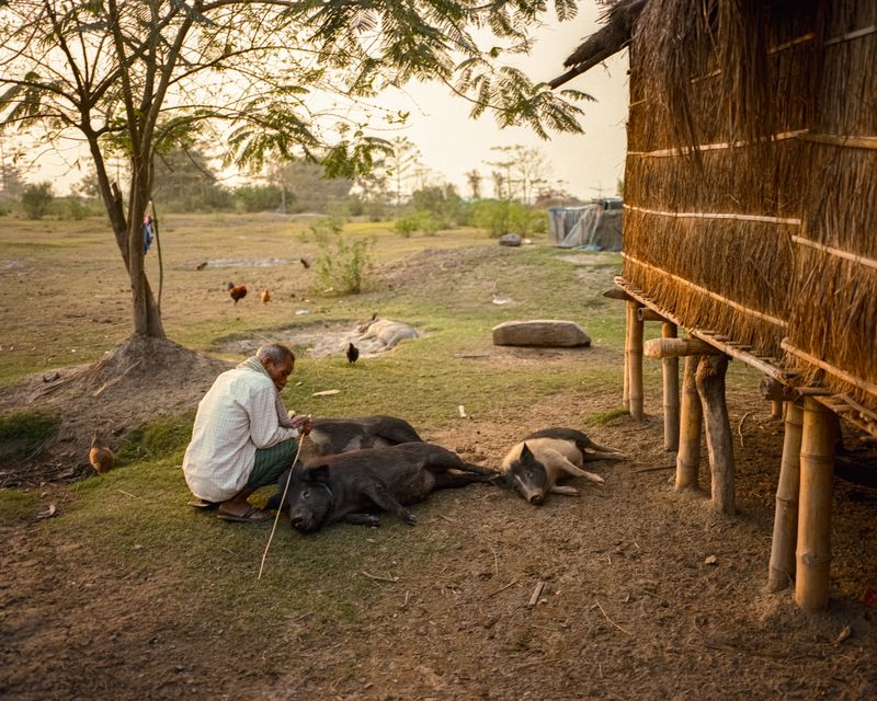 © András Zoltai - A Mishing herder rests with his animals at sunset on the floodplain, as the day’s work settles into quiet routine.