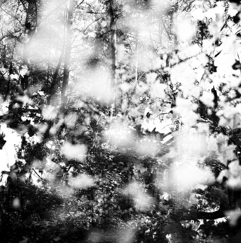 © Phyllis Dooney - Historic Stagville #1, 2017.