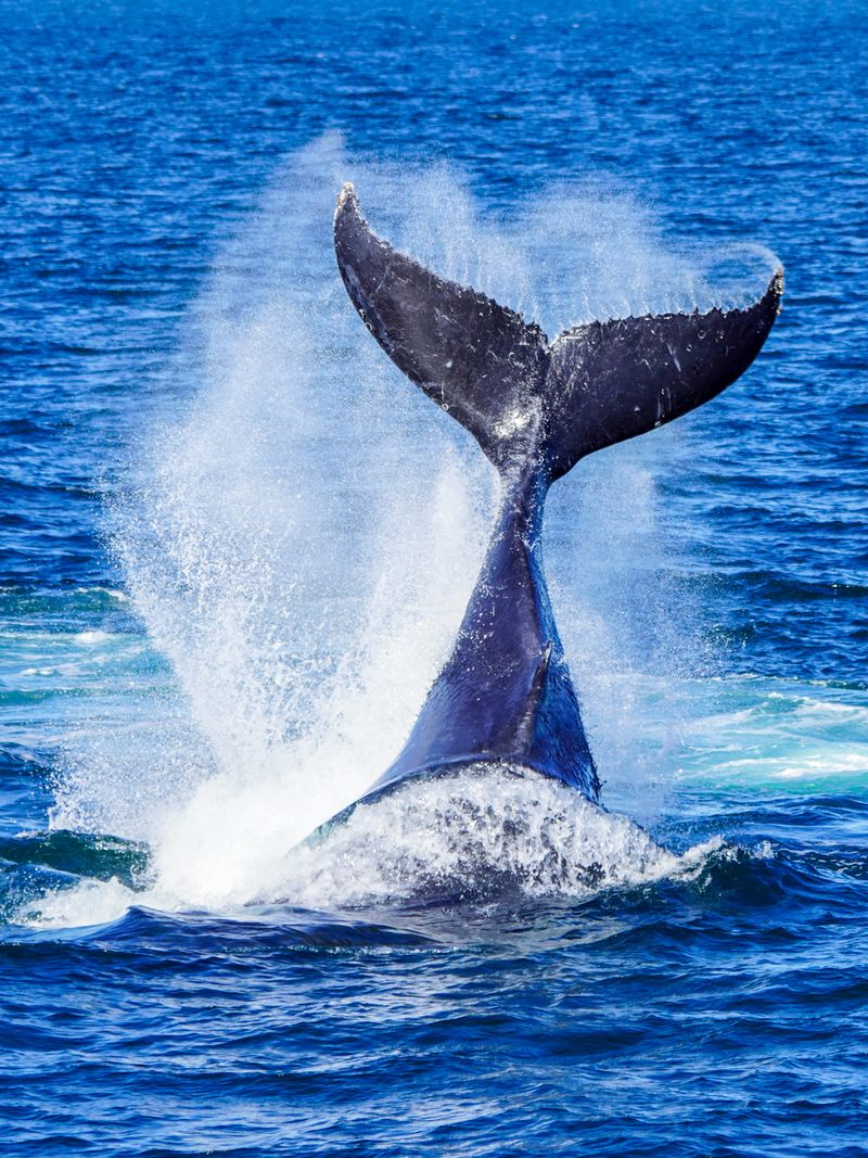 © Ismail Shahiq Shiyaad - Whale Tail