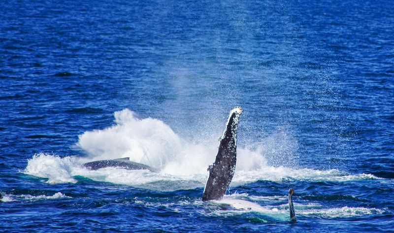 © Ismail Shahiq Shiyaad - Mother, Calf and Escort, Dance 2