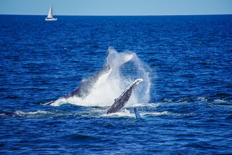 © Ismail Shahiq Shiyaad - Mother, Calf and Escort - Dance