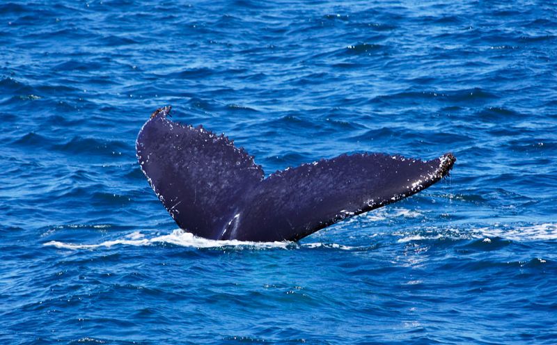 © Ismail Shahiq Shiyaad - Baby Tail