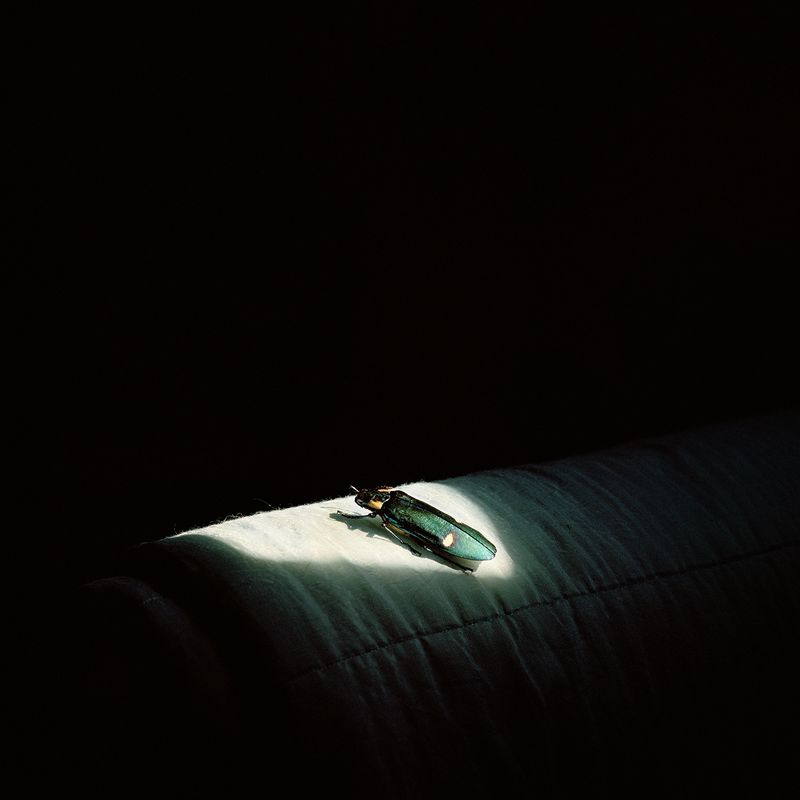© Alexandra Serrano - 2016
