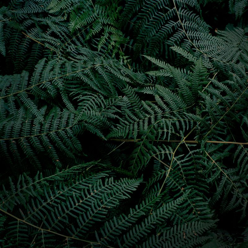 © Alexandra Serrano - 2016