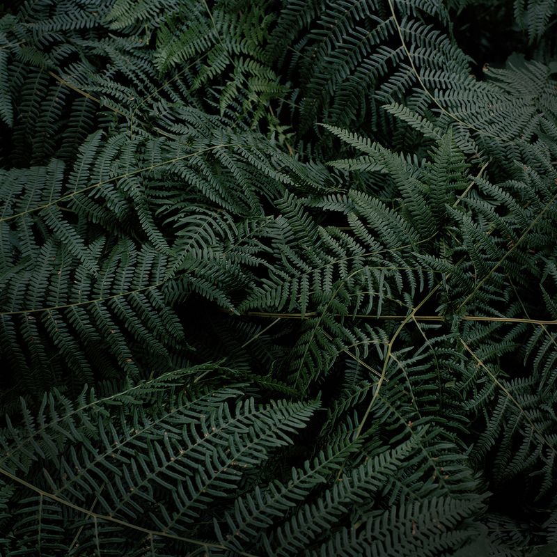 © Alexandra Serrano - 2016