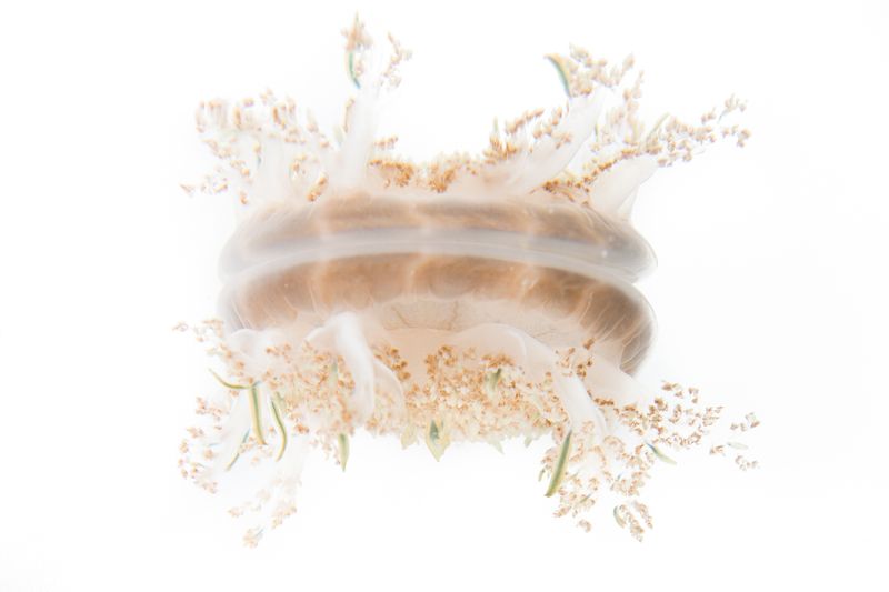 © Emanuela Colombo - Image from the Aliens photography project