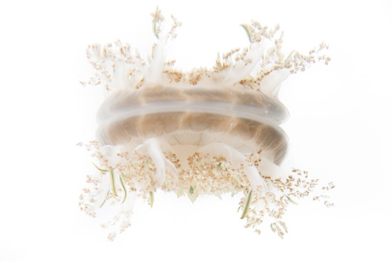 © Emanuela Colombo - Image from the Aliens photography project