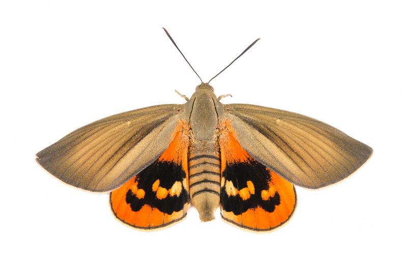 © Emanuela Colombo - Image from the Aliens photography project