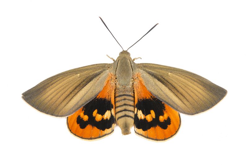 © Emanuela Colombo - Image from the Aliens photography project