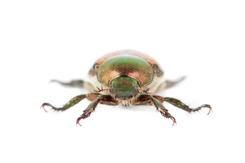 © Emanuela Colombo - Image from the Aliens photography project