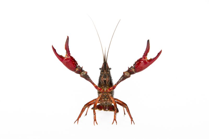 © Emanuela Colombo - Image from the Aliens photography project