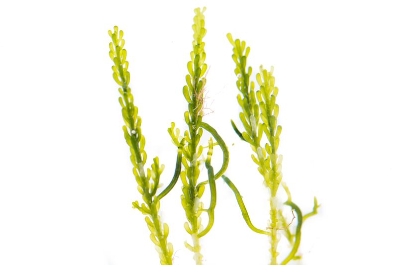 © Emanuela Colombo - Image from the Aliens photography project