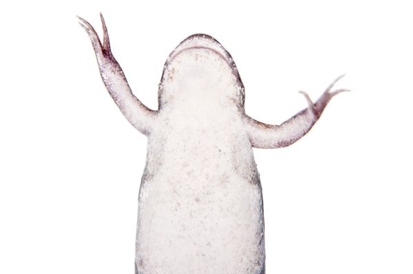 © Emanuela Colombo - Image from the Aliens photography project