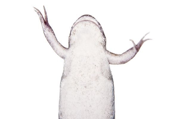 © Emanuela Colombo - Image from the Aliens photography project