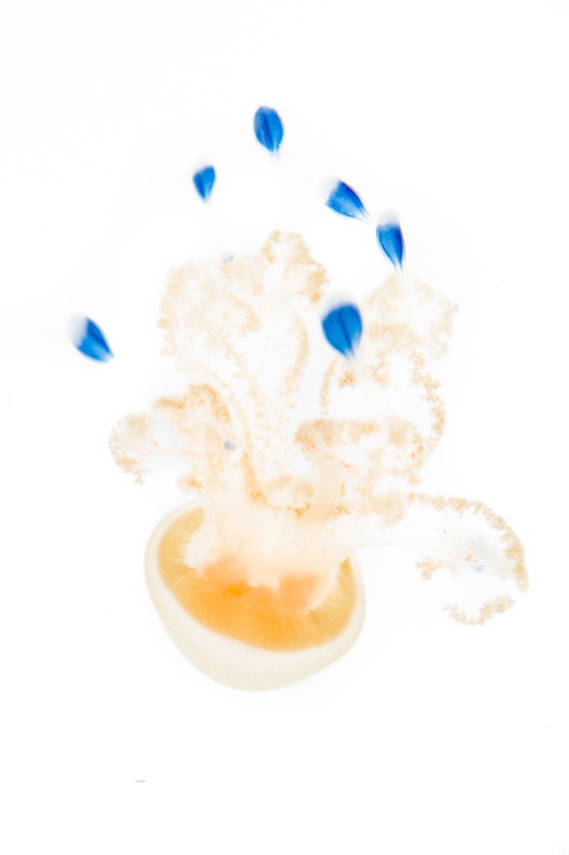 © Emanuela Colombo - Image from the Aliens photography project