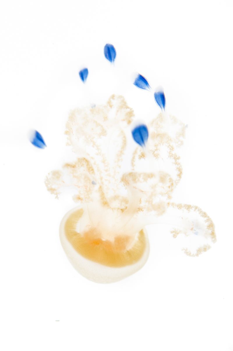 © Emanuela Colombo - Image from the Aliens photography project