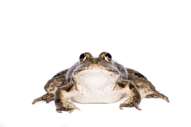 © Emanuela Colombo - Image from the Aliens photography project