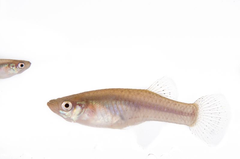 © Emanuela Colombo - Image from the Aliens photography project